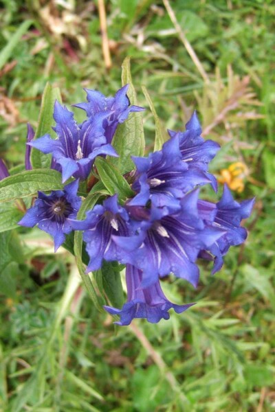 Gentiane des bois Gentiana asclepiadea 5-10 pot P9 Gentiana asclepiadea