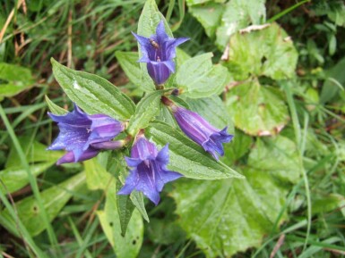 Gentiane des bois Gentiana asclepiadea 5-10 pot P9 Gentiana asclepiadea