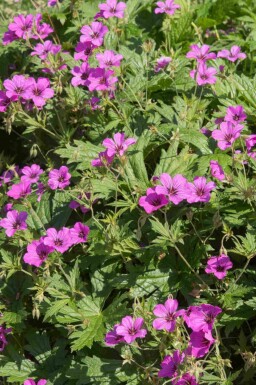 Géranium vivace Geranium procurrens 'Ann Folkard' 5-10 pot P9 Geranium procurrens 'Ann Folkard'