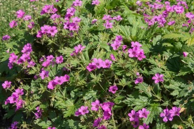 Géranium vivace Geranium procurrens 'Ann Folkard' 5-10 pot P9 Geranium procurrens 'Ann Folkard'