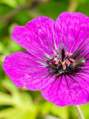 Bec de grue Geranium procurrens 'Anne Thomson' 5-10 pot P9 Geranium procurrens 'Anne Thomson'