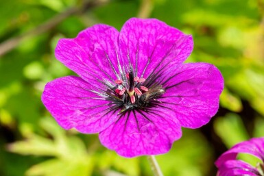 Bec de grue Geranium procurrens 'Anne Thomson' 5-10 pot P9 Geranium procurrens 'Anne Thomson'