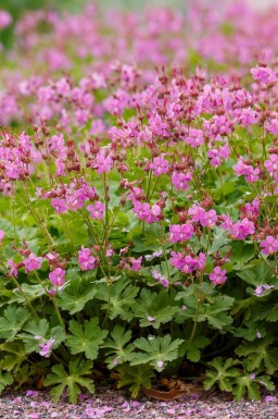 Géranium vivace Geranium cantabrigiense 'Cambridge' 5-10 pot P9 Geranium cantabrigiense 'Cambridge'