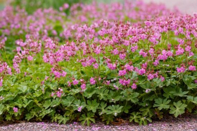 Géranium vivace Geranium cantabrigiense 'Cambridge' 5-10 pot P9 Geranium cantabrigiense 'Cambridge'