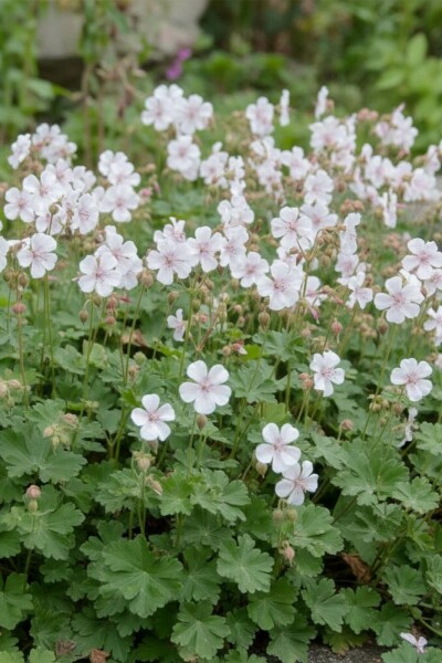 Geranium cantabrigiense 'St. Ola'