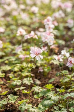 Géranium vivace Geranium dalmaticum 5-10 pot P9 Geranium dalmaticum