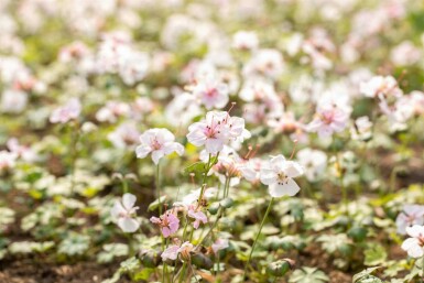 Géranium vivace Geranium dalmaticum 5-10 pot P9 Geranium dalmaticum