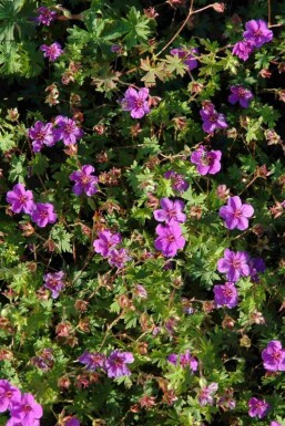 Bec de grue Geranium sanguineum 'Dilys' 5-10 pot P9 Geranium sanguineum 'Dilys'