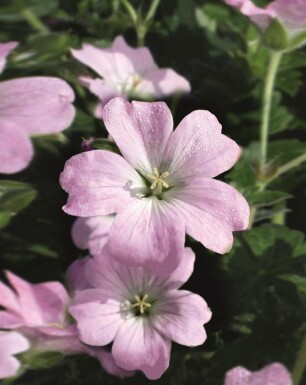 Bec de grue Geranium hybride 'Dreamland' 5-10 pot P9 Geranium hybride 'Dreamland'