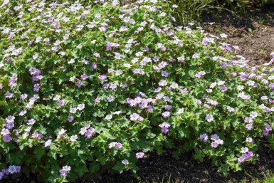 Bec de grue Geranium hybride 'Dreamland' 5-10 pot P9 Geranium hybride 'Dreamland'
