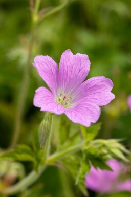 Géranium noir Geranium oxonianum 'Claridge Druce' 5-10 pot P9 Geranium oxonianum 'Claridge Druce'