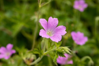 Géranium noir Geranium oxonianum 'Claridge Druce' 5-10 pot P9 Geranium oxonianum 'Claridge Druce'