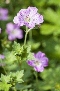 Bec de grue Geranium endressii 5-10 pot P9 Geranium endressii