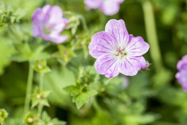Bec de grue Geranium endressii 5-10 pot P9 Geranium endressii