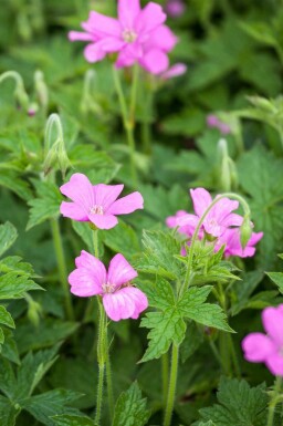 Géranium vivace Geranium endressii 'Wargrave Pink' 5-10 pot P9 Geranium endressii 'Wargrave Pink'