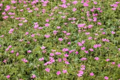 Géranium vivace Geranium endressii 'Wargrave Pink' 5-10 pot P9 Geranium endressii 'Wargrave Pink'