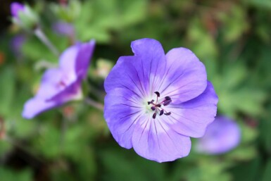 Bec de grue des himalayas Geranium himalayense 5-10 pot P9 Geranium himalayense