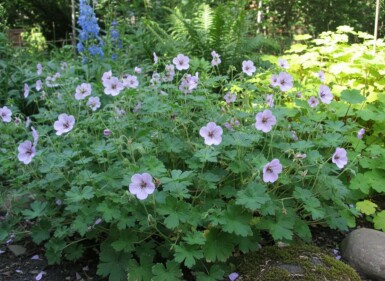 Geranium lambertii 'Joy'