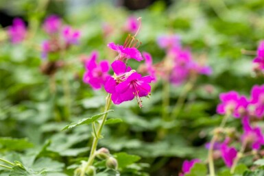 Géranium vivace Geranium macrorrhizum 'Czakor' 5-10 pot P9 Geranium macrorrhizum 'Czakor'