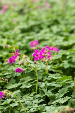 Géranium vivace Geranium macrorrhizum 'Czakor' 5-10 pot P9 Geranium macrorrhizum 'Czakor'