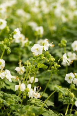 Bec de grue à rhizome blanc Geranium macrorrhizum 'White Ness' 5-10 pot P9 Geranium macrorrhizum 'White Ness'