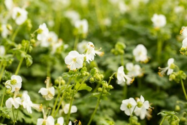 Bec de grue à rhizome blanc Geranium macrorrhizum 'White Ness' 5-10 pot P9 Geranium macrorrhizum 'White Ness'
