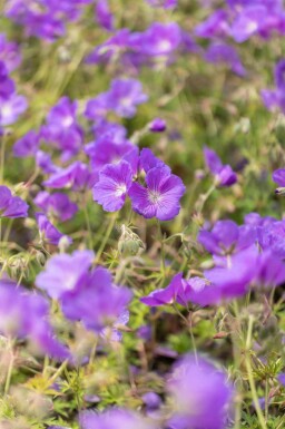Bec de grue Geranium pratense 'Orion 5-10 pot P9 Geranium pratense 'Orion