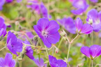 Bec de grue Geranium pratense 'Orion 5-10 pot P9 Geranium pratense 'Orion