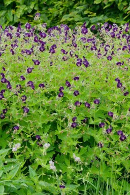 Géranium noir Geranium phaeum 'Raven' 5-10 pot P9 Geranium phaeum 'Raven'
