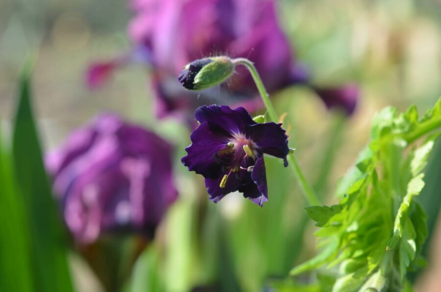 Géranium noir Geranium phaeum 'Raven' 5-10 pot P9 Geranium phaeum 'Raven'