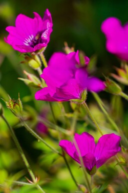 Bec de grue Geranium wallichianum 'Pink Penny' 5-10 pot P9 Geranium wallichianum 'Pink Penny'