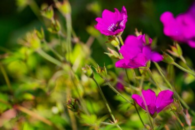 Bec de grue Geranium wallichianum 'Pink Penny' 5-10 pot P9 Geranium wallichianum 'Pink Penny'