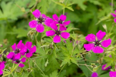 Géranium arménien Geranium psilostemon 5-10 pot P9 Geranium psilostemon