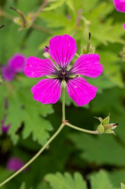 Géranium arménien Geranium psilostemon 5-10 pot P9 Geranium psilostemon
