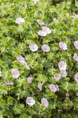 Géranium sanguin Geranium sanguineum 'Apfelblüte' 5-10 pot P9 Geranium sanguineum 'Apfelblüte'