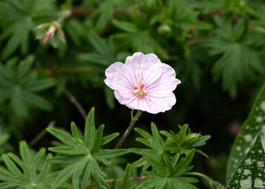 Géranium sanguin Geranium sanguineum 'Apfelblüte' 5-10 pot P9 Geranium sanguineum 'Apfelblüte'