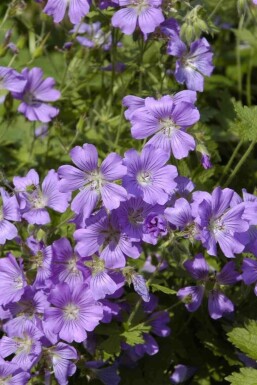 Bec de grue Geranium gracile 'Sirak' 5-10 pot P9 Geranium gracile 'Sirak'