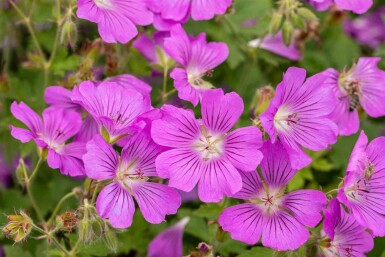 Bec de grue Geranium gracile 'Sirak' 5-10 pot P9 Geranium gracile 'Sirak'