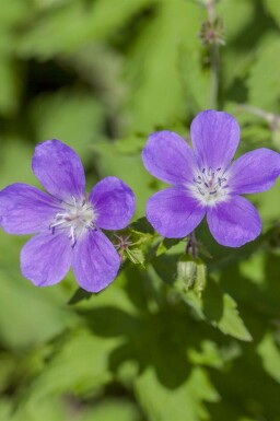 Bec de grue Geranium sylvaticum 'Mayflower' 5-10 pot P9 Geranium sylvaticum 'Mayflower'