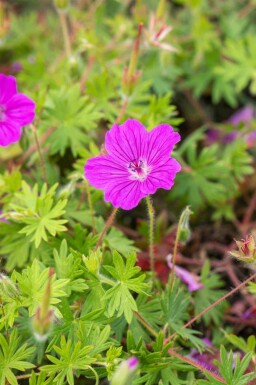 Géranium vivace Geranium sanguineum 'Tiny Monster' 5-10 pot P9 Geranium sanguineum 'Tiny Monster'