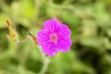 Géranium vivace Geranium sanguineum 'Tiny Monster' 5-10 pot P9 Geranium sanguineum 'Tiny Monster'
