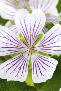 Géranium panaché Geranium versicolor 5-10 pot P9 Geranium versicolor