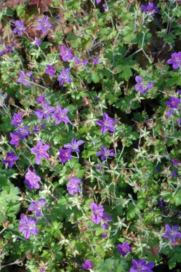 Géranium de sibérie Geranium wlassovianum 5-10 pot P9 Geranium wlassovianum