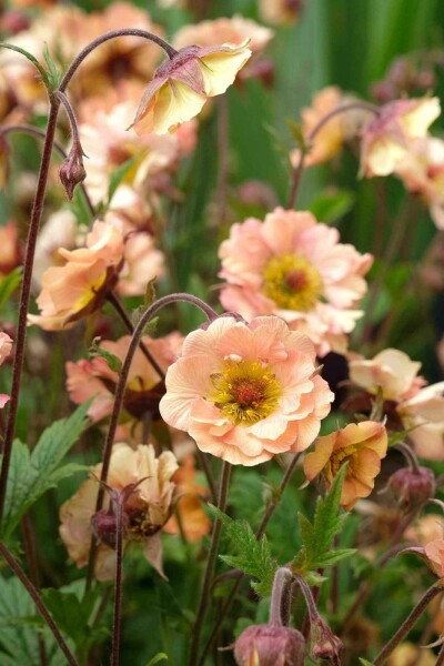 Benoîte Geum chiloense 'Mai Tai' 5-10 pot P9 Geum chiloense 'Mai Tai'