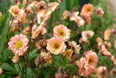 Benoîte Geum chiloense 'Mai Tai' 5-10 pot P9 Geum chiloense 'Mai Tai'