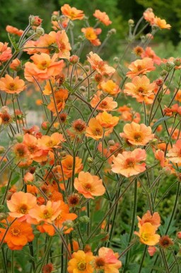 Benoîte Geum chiloense 'Prinses Juliana' 5-10 pot P9 Geum chiloense 'Prinses Juliana'