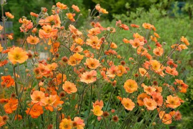 Benoîte Geum chiloense 'Prinses Juliana' 5-10 pot P9 Geum chiloense 'Prinses Juliana'