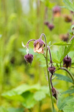 Benoîte des ruisseaux Geum rivale 5-10 pot P9 Geum rivale
