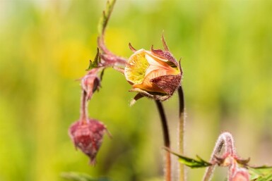 Benoîte des ruisseaux Geum rivale 5-10 pot P9 Geum rivale