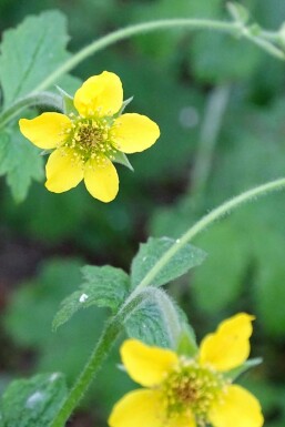 Benoîte commune Geum urbanum 5-10 pot P9 Geum urbanum